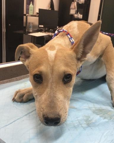 GINGER SPICE - Terrier available for adoption