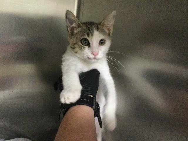 TOLEDO - Domestic Short Hair available for adoption