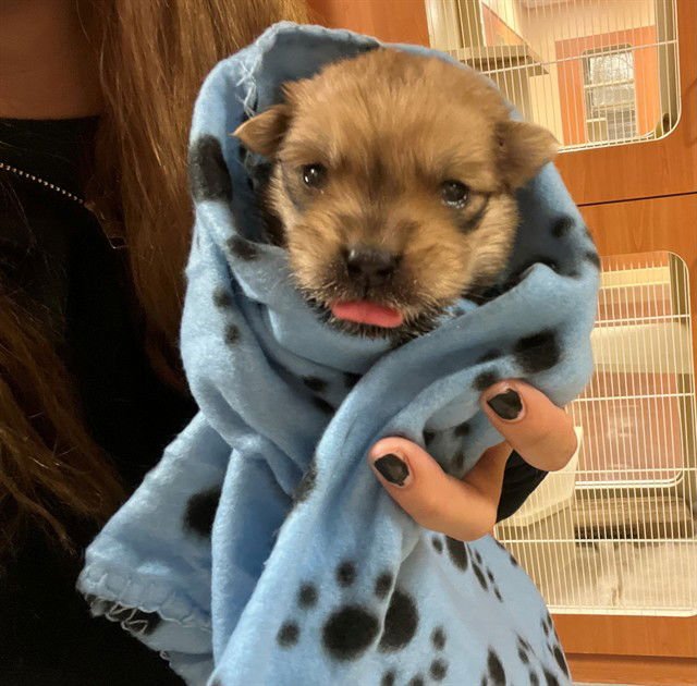 MIKE - Chihuahua available for adoption