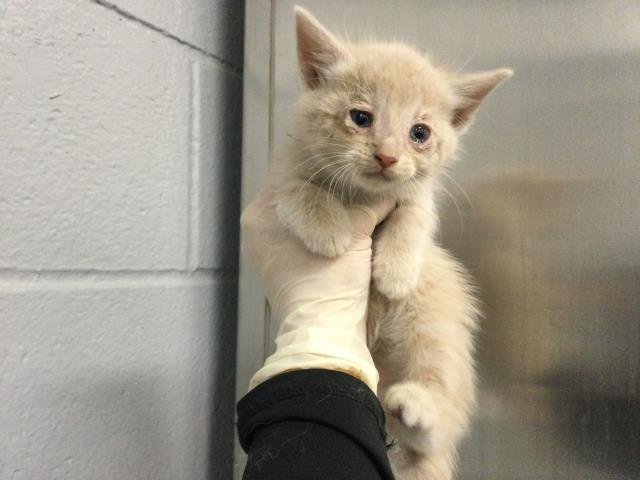 A1905155 - Domestic Short Hair available for adoption