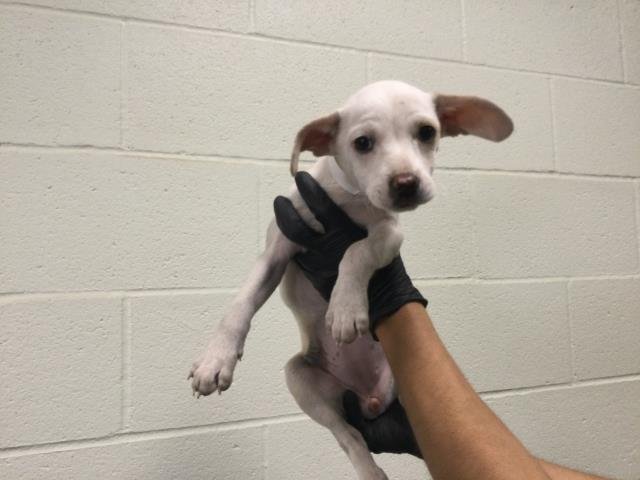 A1899301 - Terrier available for adoption