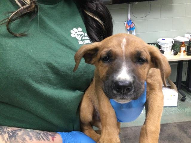 ALBERT - Boxer available for adoption