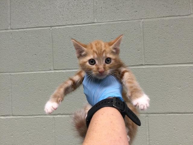 A1877607 - Domestic Short Hair available for adoption