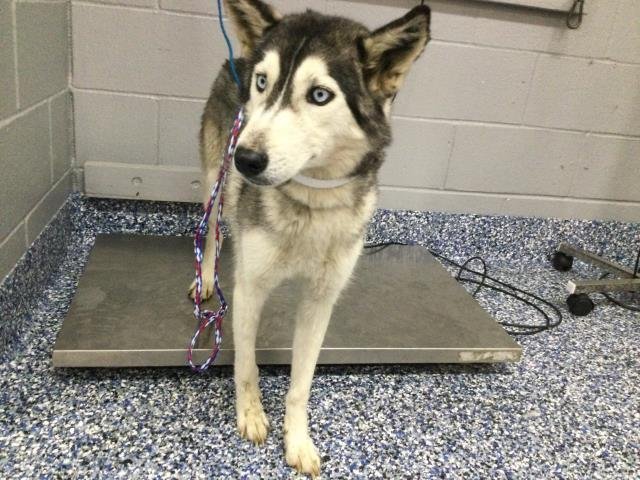 AMALFI - Siberian Husky available for adoption