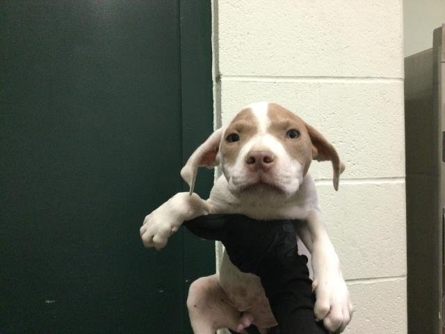 A1898544 - Pit Bull Terrier available for adoption
