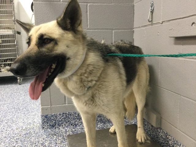 MISSY - German Shepherd Dog available for adoption