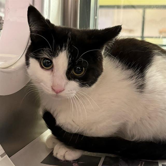 OZZIE - Domestic Short Hair available for adoption