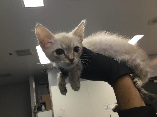 A1894456 - Domestic Short Hair available for adoption