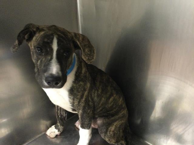 BRUCE - Pit Bull Terrier available for adoption