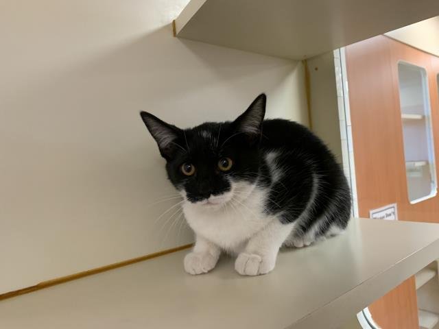 A1897674 - Domestic Medium Hair available for adoption