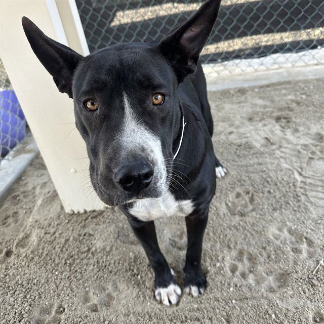 SHELLY - Pit Bull Terrier available for adoption