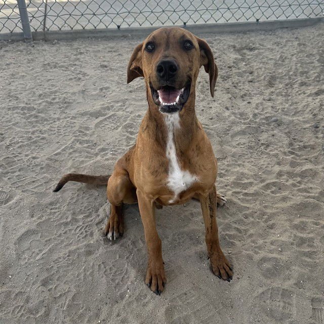 WHISKY - Labrador Retriever available for adoption