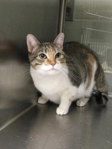 MILA - Domestic Short Hair available for adoption