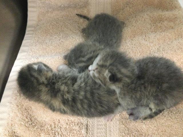 WALTER - Domestic Short Hair available for adoption