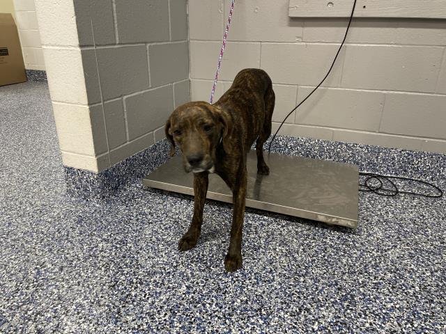 MYA - Labrador Retriever available for adoption