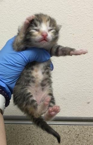 HABANERO - Domestic Short Hair available for adoption