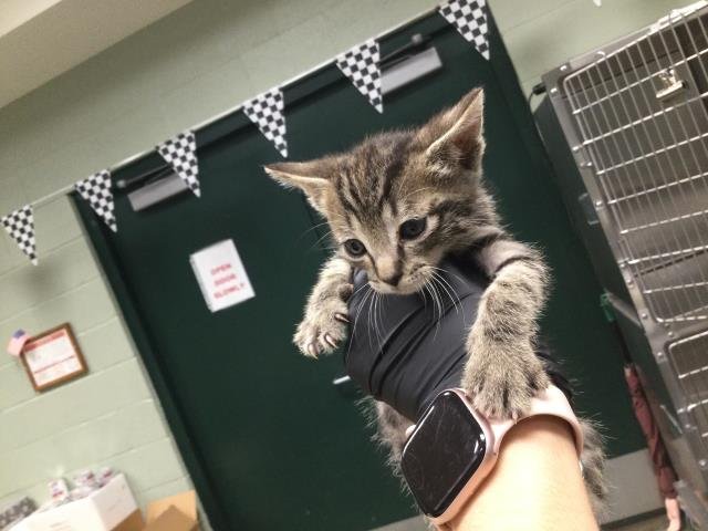 A1886540 - Domestic Short Hair available for adoption