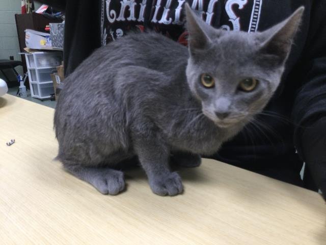 STONE - Domestic Short Hair available for adoption