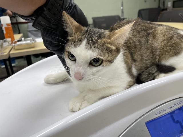 A1880508 - Domestic Short Hair available for adoption