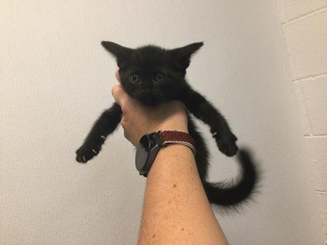 ALISTAIR - Domestic Short Hair available for adoption