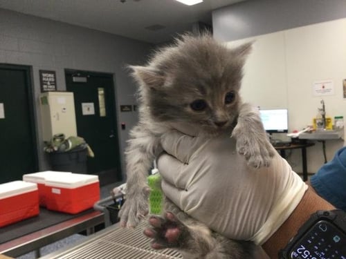 A1906716 - Domestic Short Hair available for adoption