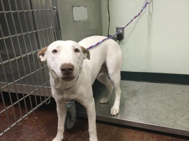 AMIRA - Terrier available for adoption