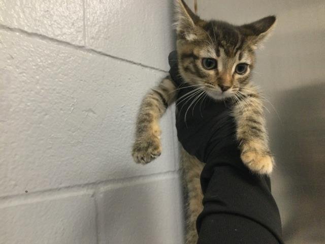 A1898935 - Domestic Short Hair available for adoption