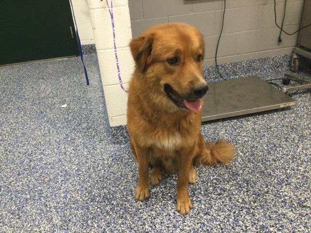 MAX - Labrador Retriever / German Shepherd Dog available for adoption