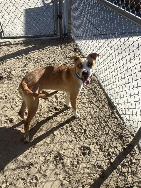 GHOST RIDER - American Pit Bull Terrier available for adoption