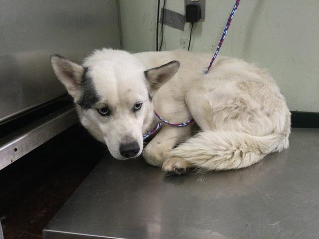 REMY - Siberian Husky available for adoption