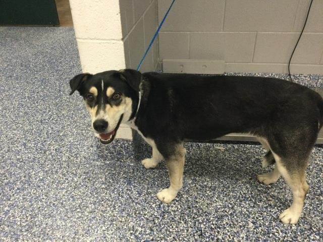 AUTUMN - Husky / Labrador Retriever available for adoption