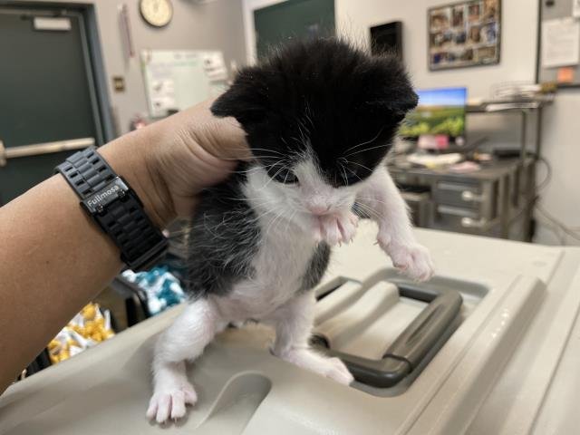 RUPERT - Domestic Short Hair available for adoption