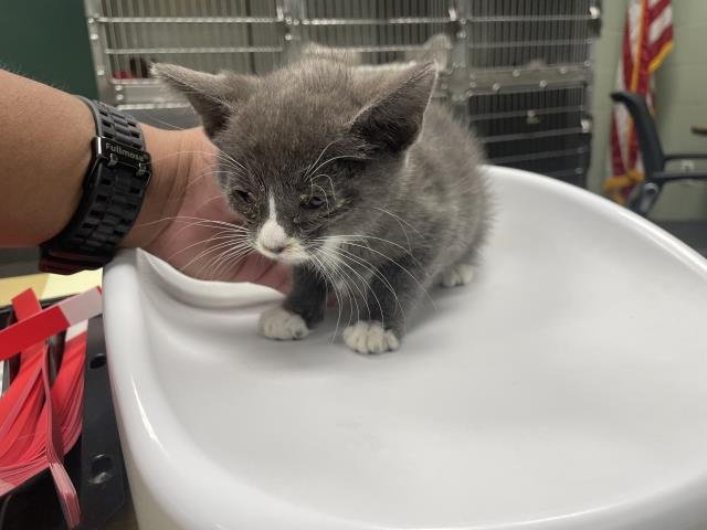 A1883440 - Domestic Short Hair available for adoption