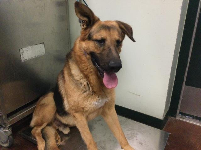 BERNARD - German Shepherd Dog available for adoption