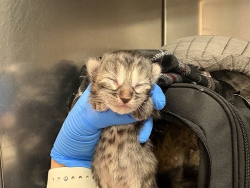 BLOOM - Domestic Short Hair available for adoption