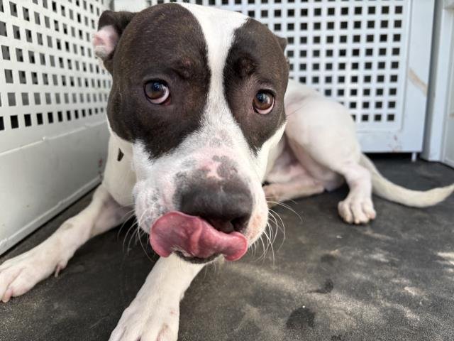 TRAVIS - Pit Bull Terrier available for adoption