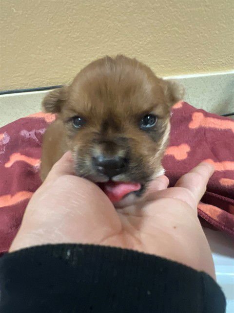 IKE - Chihuahua available for adoption