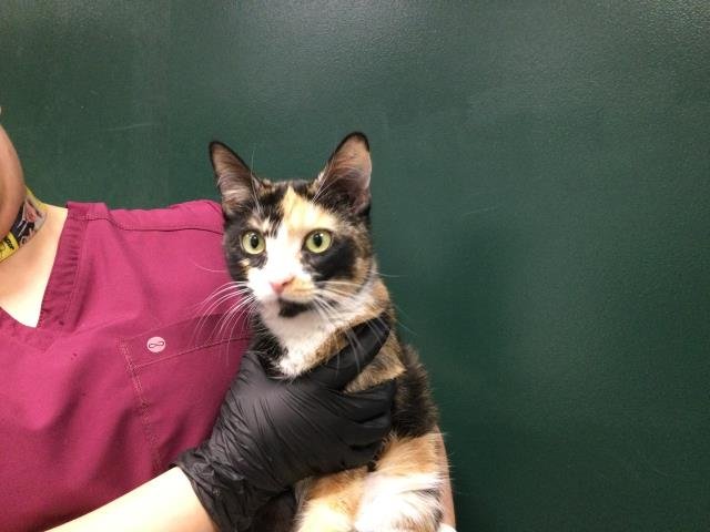 THERESA - Domestic Short Hair available for adoption