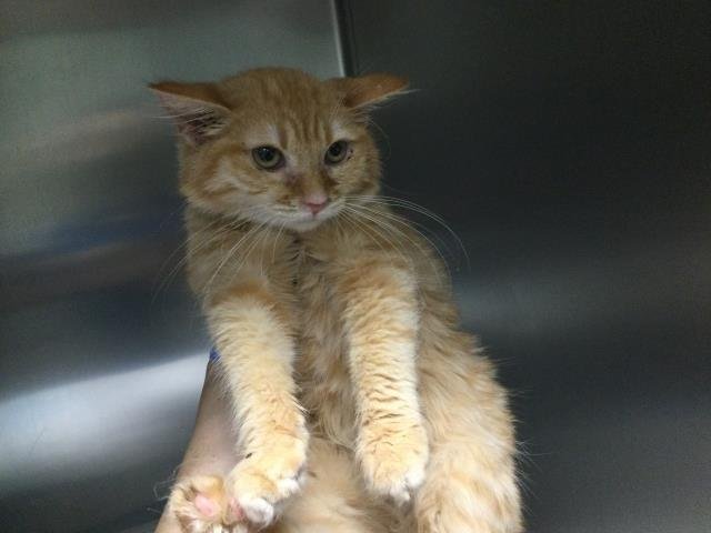 A1883469 - Domestic Medium Hair available for adoption