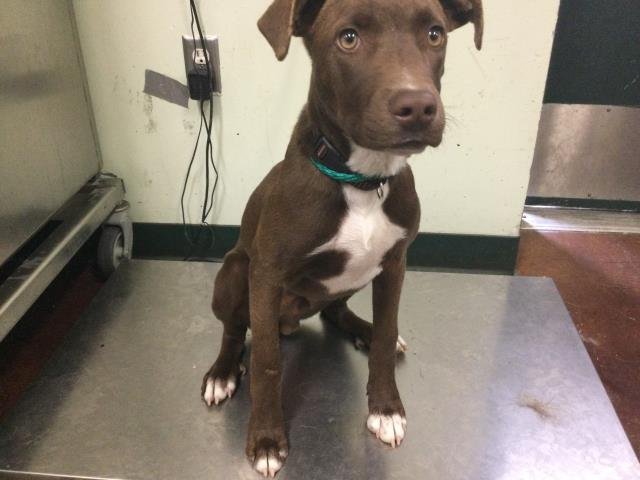 TRUFFLE - Labrador Retriever available for adoption