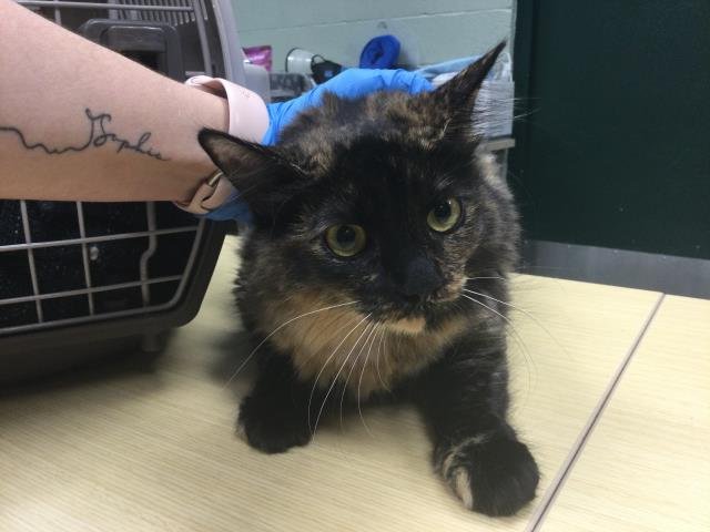 STACY - Domestic Medium Hair available for adoption