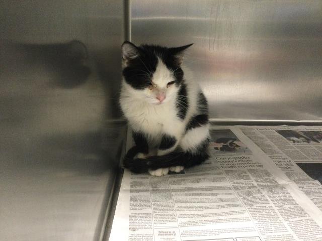 A1874004 - Domestic Short Hair available for adoption