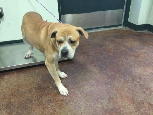 RONALD - Pit Bull Terrier available for adoption