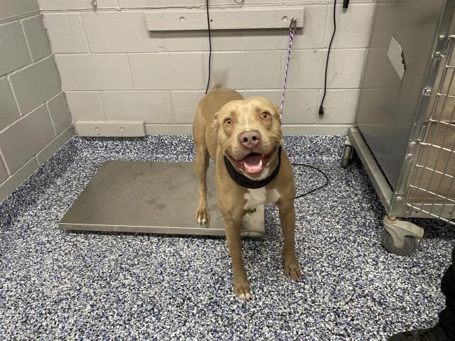 NACHO - Pit Bull Terrier available for adoption