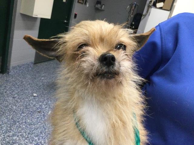 TIFFANY - Brussels Griffon available for adoption