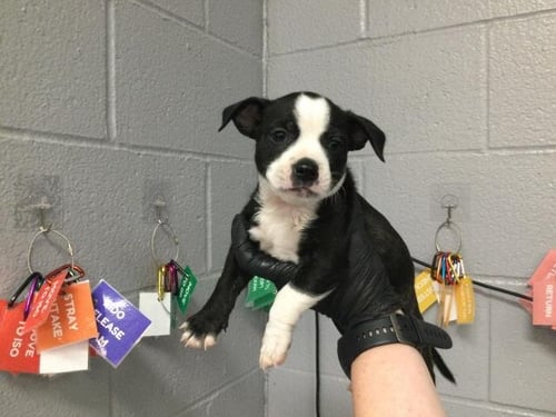 CORAL - Pit Bull Terrier available for adoption