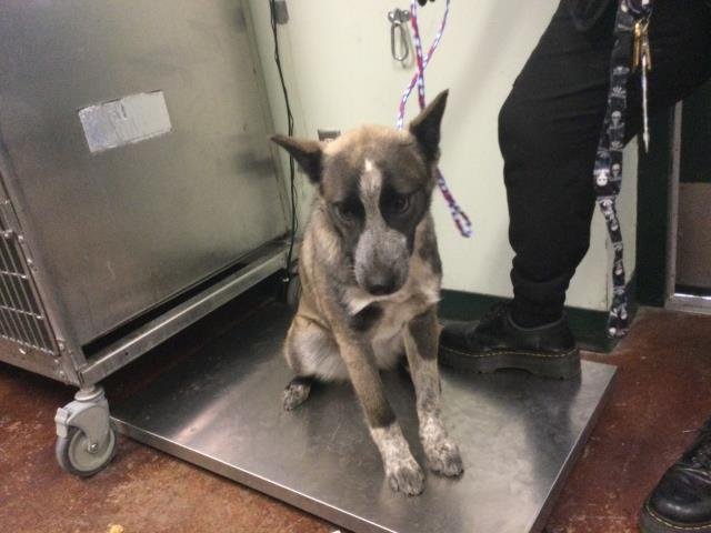 DAENERYS - Australian Cattle Dog/Blue Heeler available for adoption