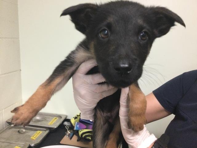 KODA - German Shepherd Dog available for adoption