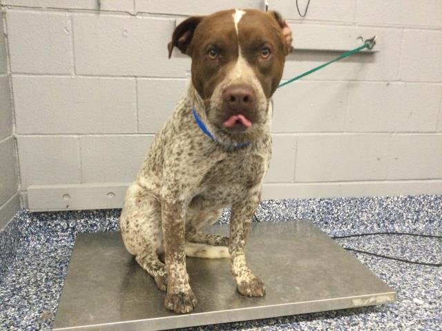 RAMBO - Pit Bull Terrier available for adoption