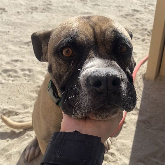 MAPLE - Pit Bull Terrier available for adoption